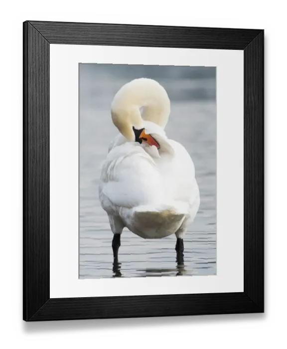 Framed Print : behavior, cygnini, cygnus olor, german, natural environment, out, plumage care, rheinland-pfalz Framed Print : behavior, cygnini, cygnus olor, german, natural environment, out, plumage care, rheinland-pfalz