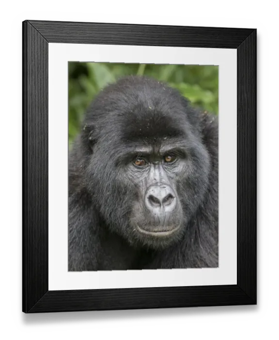 Framed Print : african, bwindi impenetrable national park, cropped, detail, eastern gorillas, endangered animal Framed Print : african, bwindi impenetrable national park, cropped, detail, eastern gorillas, endangered animal