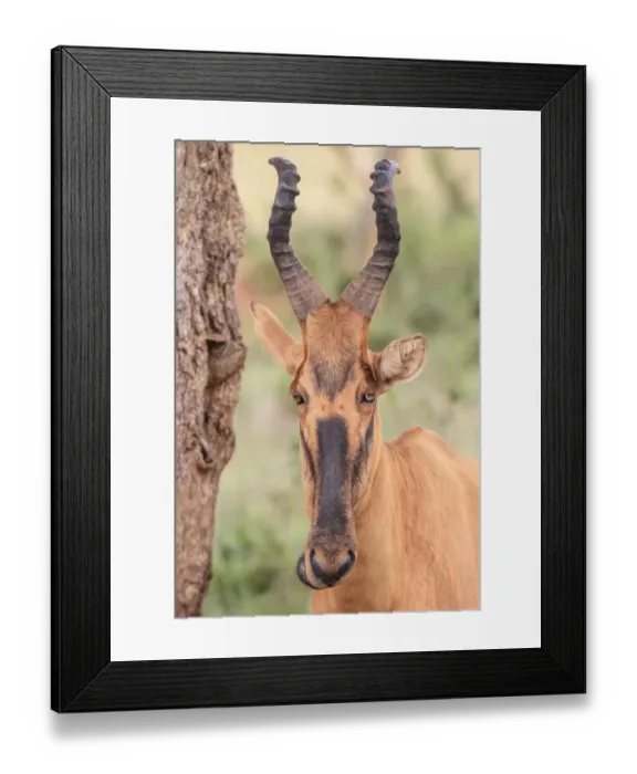 Framed Print : african, animal portrait, antilopinae, cropped, exterior views, head shots, lelwel hartebeest Framed Print : african, animal portrait, antilopinae, cropped, exterior views, head shots, lelwel hartebeest