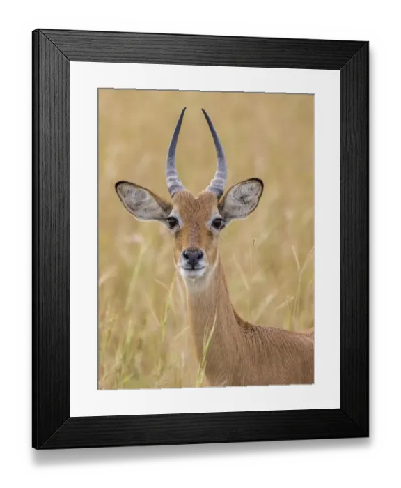 Framed Print : african, animal portrait, antilopinae, attentive, bovid, cropped, exterior views Framed Print : african, animal portrait, antilopinae, attentive, bovid, cropped, exterior views