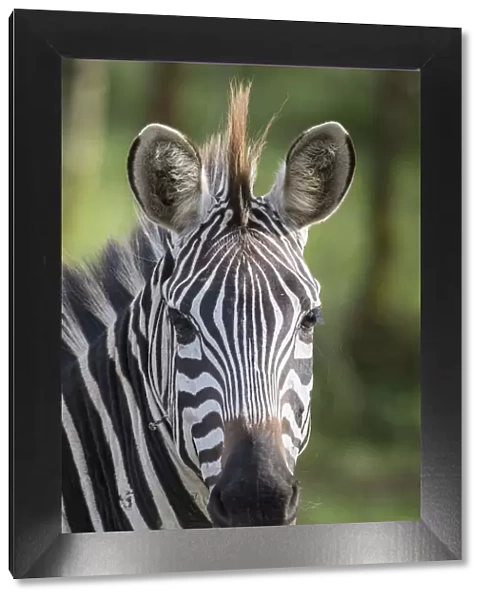 african, animal portrait, cropped, equus quagga, exterior views, head shots, lake