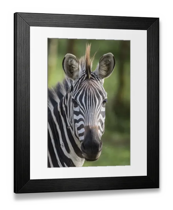 Framed Print : african, animal portrait, cropped, equus quagga, exterior views, head shots, lake Framed Print : african, animal portrait, cropped, equus quagga, exterior views, head shots, lake