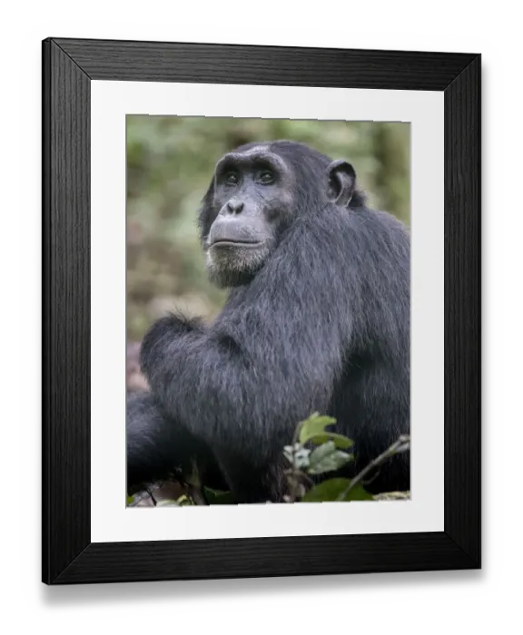 Framed Print : african, exterior views, hominidae, natural environment, wildlife, wildlife photography Framed Print : african, exterior views, hominidae, natural environment, wildlife, wildlife photography