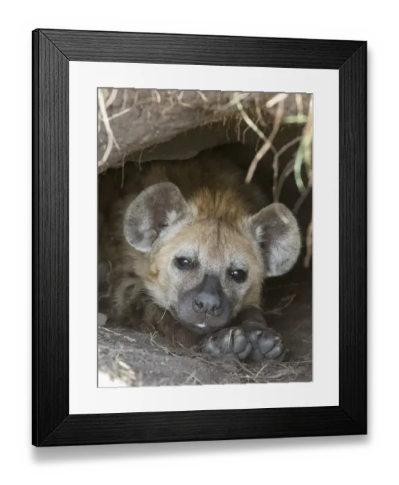 Framed Print : african, cropped, detail, exterior views, head shots, hidden, looks, lying, marine animal Framed Print : african, cropped, detail, exterior views, head shots, hidden, looks, lying, marine animal