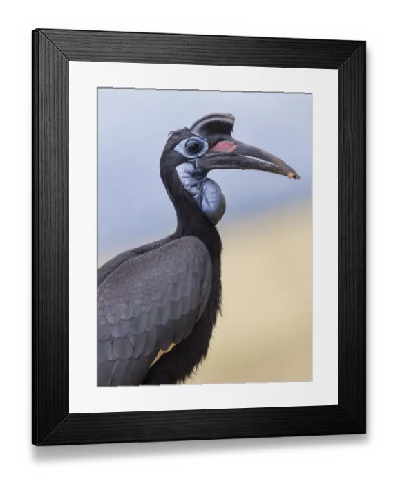Framed Print : Abyssinian Ground Hornbill (Bucorvus abyssinicus), female, Murchinson Falls National Park Framed Print : Abyssinian Ground Hornbill (Bucorvus abyssinicus), female, Murchinson Falls National Park