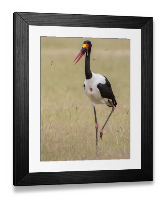 Framed Print : Saddle-billed Stork (Ephippiorhynchus senegalensis), male, Murchinson Falls National Park