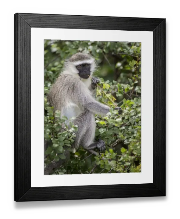 Framed Print : Reddish-green Vervet Monkey (Chlorocebus pygerythrus rufoviridis), Ishasha, Queen Framed Print : Reddish-green Vervet Monkey (Chlorocebus pygerythrus rufoviridis), Ishasha, Queen