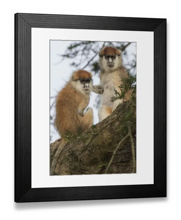 Framed Print : captivity, cropped, exterior views, natural environment, reserve, two, wildlife Framed Print : captivity, cropped, exterior views, natural environment, reserve, two, wildlife