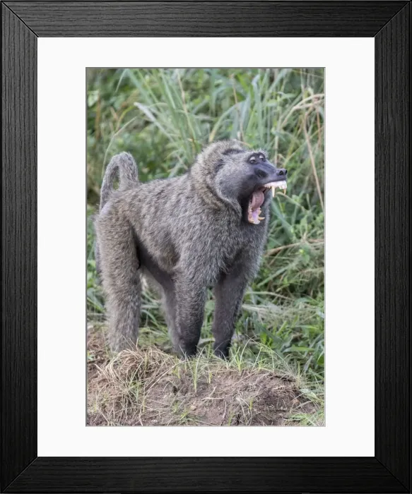 Framed Print : captivity, exterior views, natural environment, reserve, scream, wildlife Framed Print : captivity, exterior views, natural environment, reserve, scream, wildlife