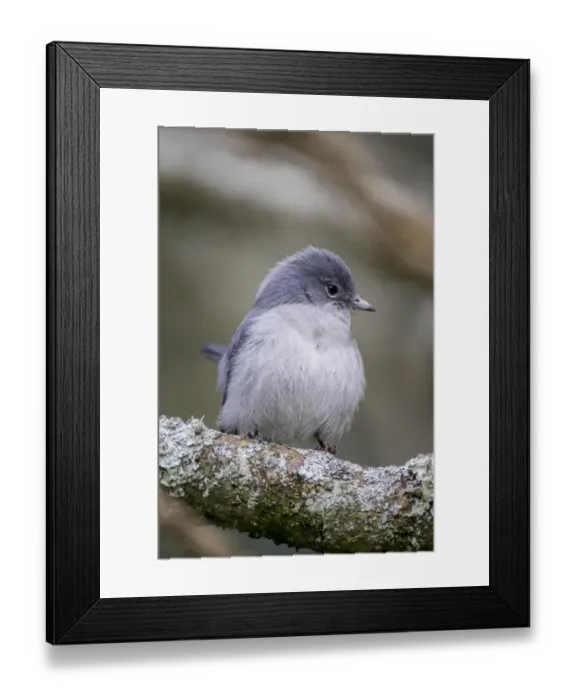 Framed Print : african, aves, exterior views, natural environment, perch, wildlife Framed Print : african, aves, exterior views, natural environment, perch, wildlife