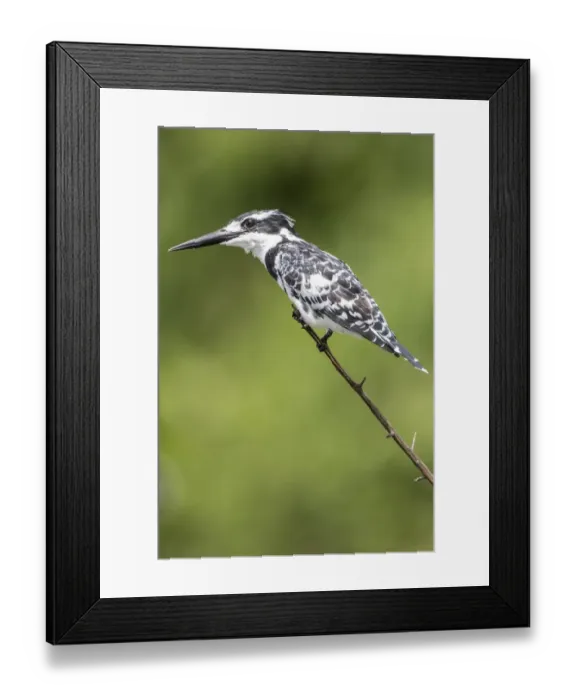 Framed Print : african, alcedo atthis, exterior views, natural environment, perch, reserve, wildlife Framed Print : african, alcedo atthis, exterior views, natural environment, perch, reserve, wildlife