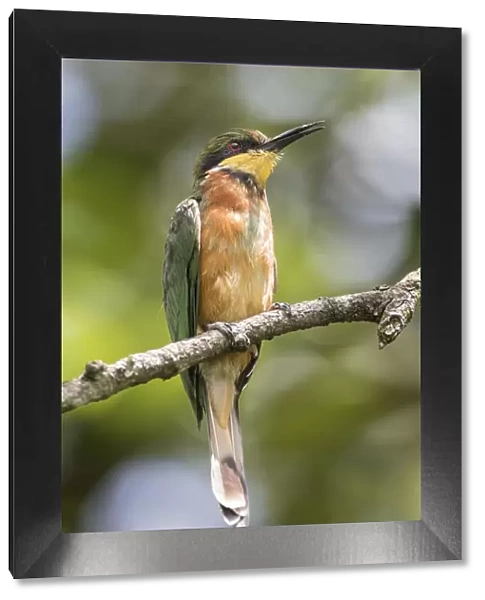 african, aves, bee eater, exterior views, natural environment, perch, wildlife