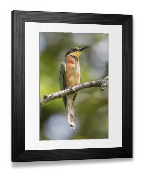 Framed Print : african, aves, bee eater, exterior views, natural environment, perch, wildlife