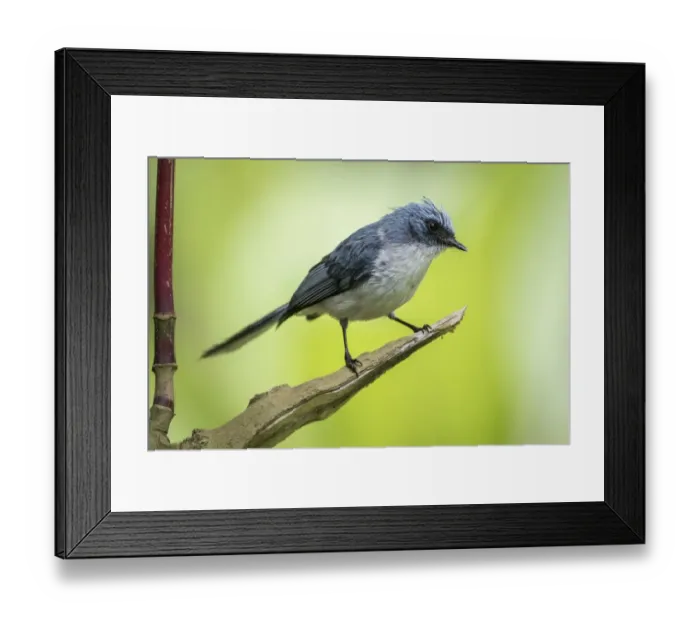 Framed Print : african, exterior views, natural environment, passeridae, perch, wildlife Framed Print : african, exterior views, natural environment, passeridae, perch, wildlife