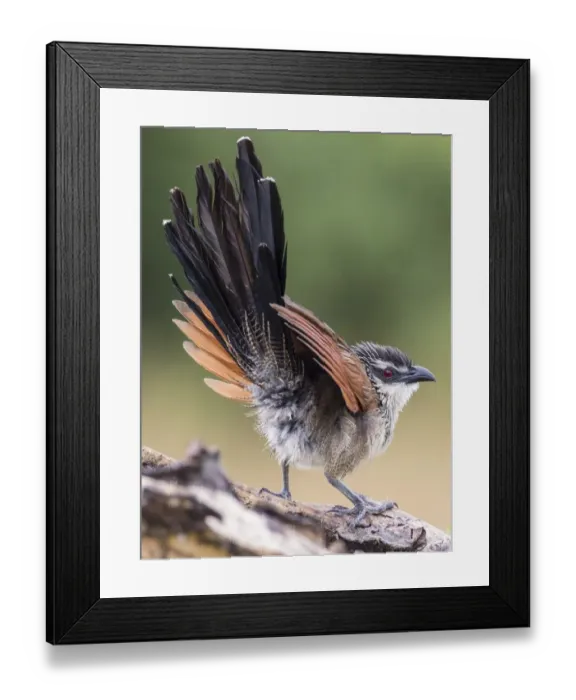 Framed Print : african, aves, cuckoo bird, exterior views, natural environment, perch, reserve, wildlife Framed Print : african, aves, cuckoo bird, exterior views, natural environment, perch, reserve, wildlife