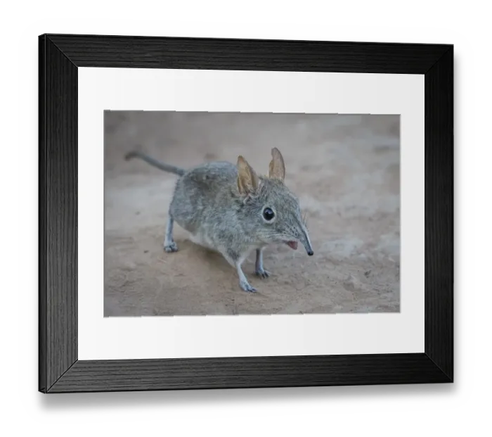 Framed Print : african, eastern rock elephant shrew, elephantulus myurus, elephantulus, natural environment Framed Print : african, eastern rock elephant shrew, elephantulus myurus, elephantulus, natural environment