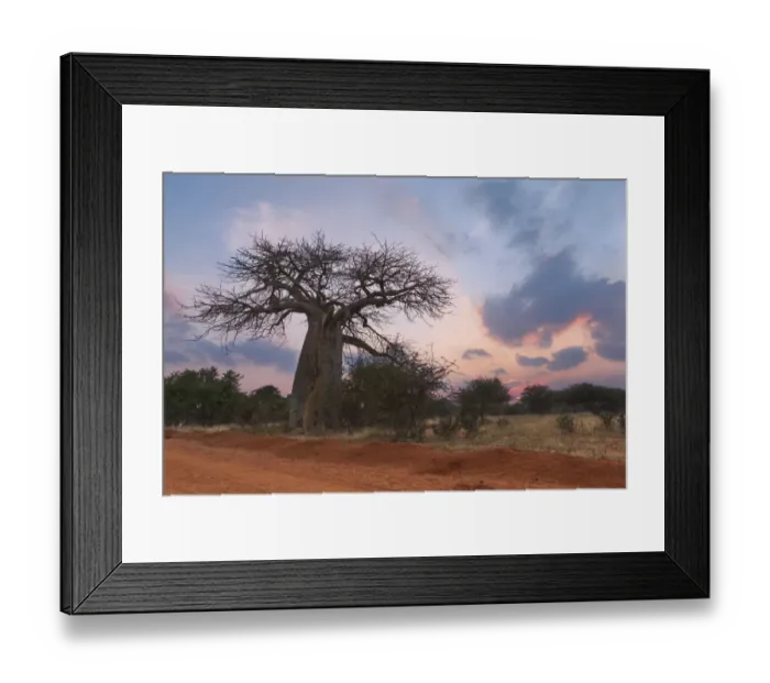 Framed Print : Large baobab tree without leaves at sunrise with clear sky - Tzaneen, South Africa Framed Print : Large baobab tree without leaves at sunrise with clear sky - Tzaneen, South Africa