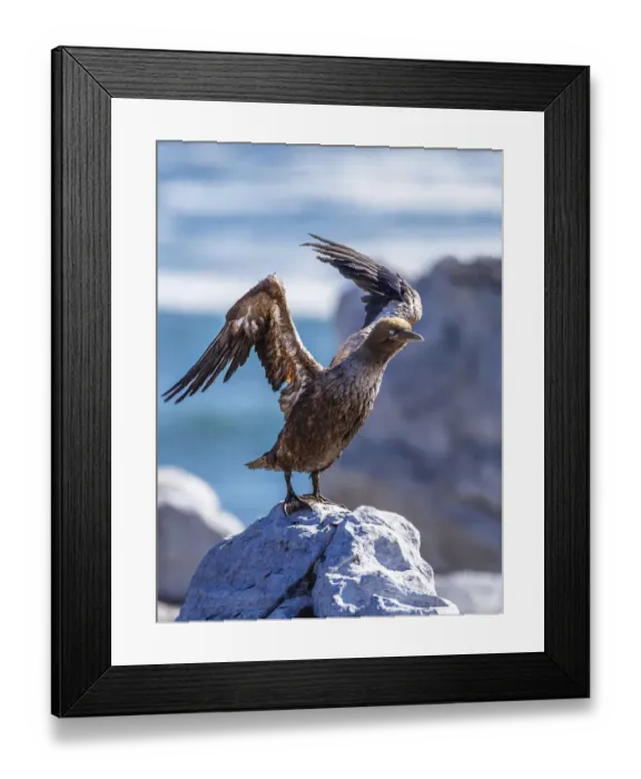 Framed Print : A juvenile Cape gannet, morus capensis. Lamberts Bay bird island nature reserve, Western Cape Province, South Africa