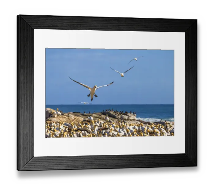 Framed Print : The Cape gannet, murus capensis, colony. Western Cape Province, South Africa
