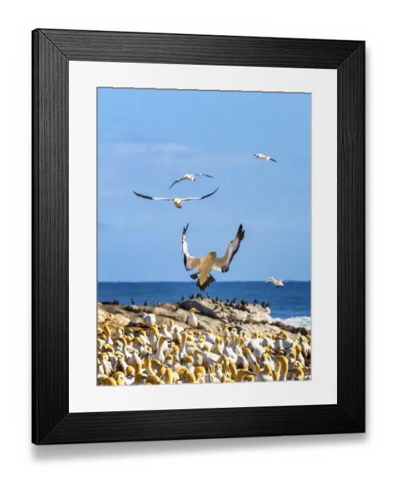 Framed Print : The Cape gannet, murus capensis, colony. Western Cape Province, South Africa Framed Print : The Cape gannet, murus capensis, colony. Western Cape Province, South Africa