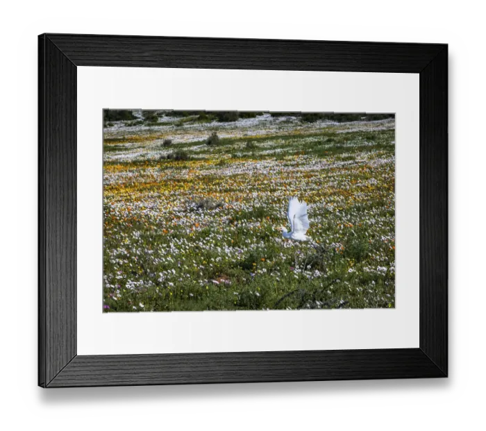 Framed Print : Egret flying across field of flowers. Postberg in the West Coast National Park. Western Cape Province. South Africa Framed Print : Egret flying across field of flowers. Postberg in the West Coast National Park. Western Cape Province. South Africa