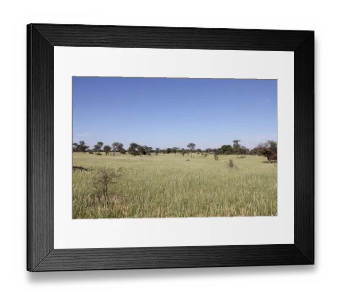 Framed Print : A lush carpet of green grasses covers the dunes in the Mabuasehube section of Framed Print : A lush carpet of green grasses covers the dunes in the Mabuasehube section of