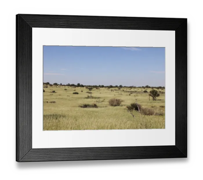 Framed Print : A lush carpet of green grasses covers the dunes in the Mabuasehube section of Framed Print : A lush carpet of green grasses covers the dunes in the Mabuasehube section of