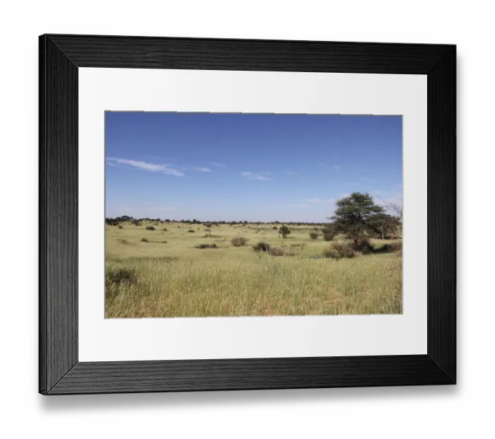 Framed Print : A lush carpet of green grasses covers the dunes in the Mabuasehube section of Framed Print : A lush carpet of green grasses covers the dunes in the Mabuasehube section of