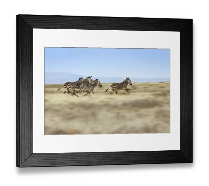Framed Print : A group of Cape Mountain zebra Equus zebra running across the plains of the Mountain Framed Print : A group of Cape Mountain zebra Equus zebra running across the plains of the Mountain
