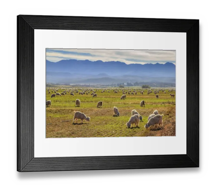 Framed Print : A pastoral scene of Angora goats grazing on the lands with the Swartberg mountains in the distance Framed Print : A pastoral scene of Angora goats grazing on the lands with the Swartberg mountains in the distance