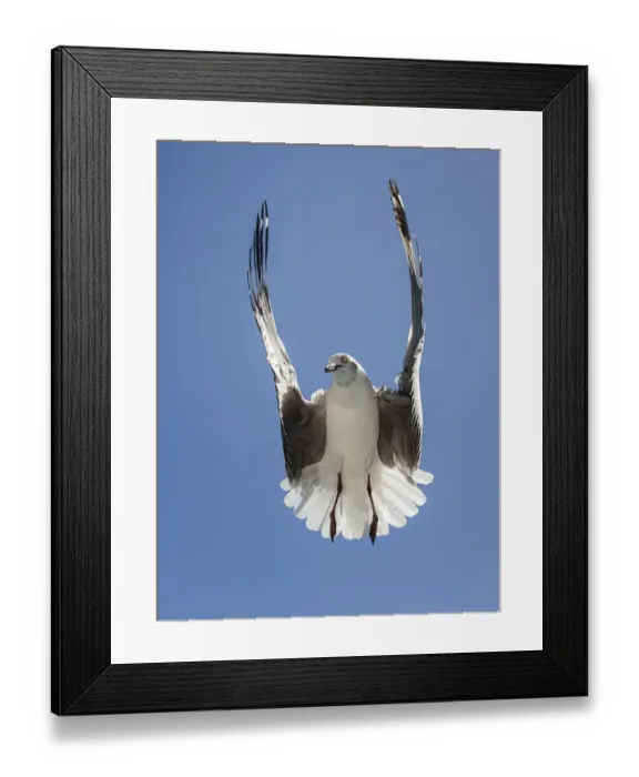 Framed Print : A grey headed gull Larus cirrocephalus hovering over potential food with wings in Framed Print : A grey headed gull Larus cirrocephalus hovering over potential food with wings in