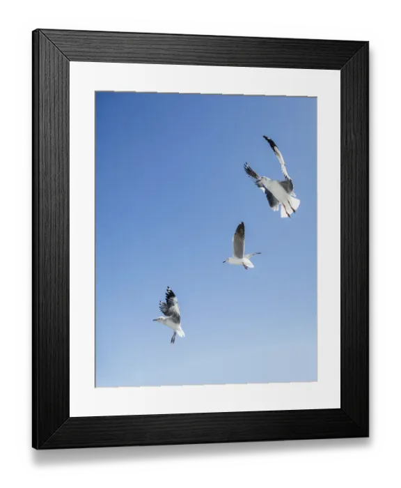 Framed Print : Three grey headed gulls Larus cirrocephalus hovering over potential food Framed Print : Three grey headed gulls Larus cirrocephalus hovering over potential food