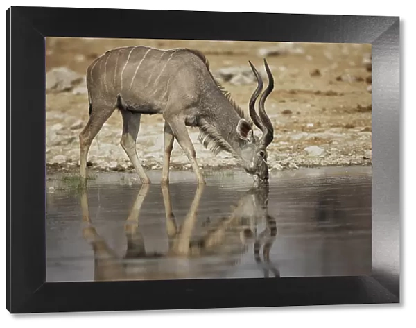 A lone kudu bull Tregalaphus strepsiceros standing in a water hole with reflection