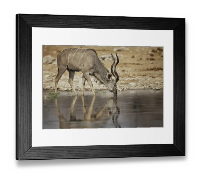 Framed Print : A lone kudu bull Tregalaphus strepsiceros standing in a water hole with reflection Framed Print : A lone kudu bull Tregalaphus strepsiceros standing in a water hole with reflection