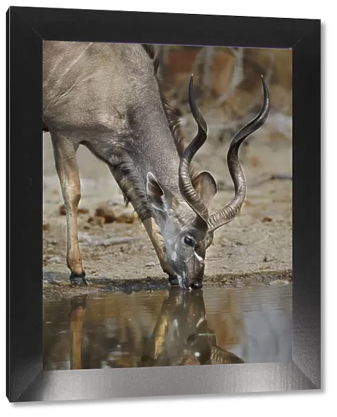 A lone kudu bull Tregalaphus strepsiceros at a water hole with reflection drinking