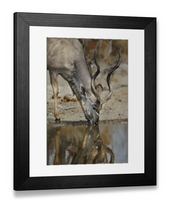 Framed Print : A lone kudu bull Tregalaphus strepsiceros at a water hole with reflection drinking Framed Print : A lone kudu bull Tregalaphus strepsiceros at a water hole with reflection drinking