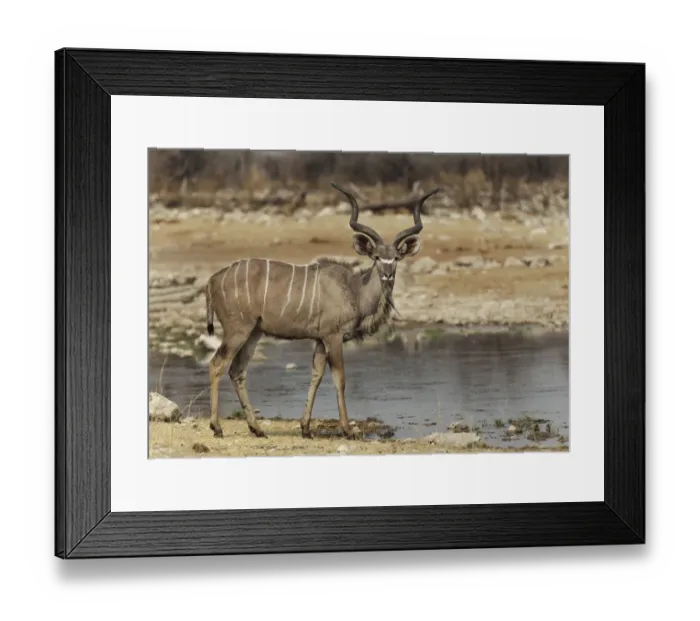 Framed Print : An alert lone Kudu bull Tregalaphus strepsiceros at a water hole displaying caution Framed Print : An alert lone Kudu bull Tregalaphus strepsiceros at a water hole displaying caution