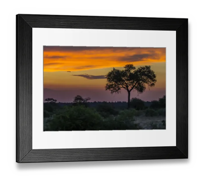 Framed Print : Timbavati Reserve, Mpumalanga Province South Africa