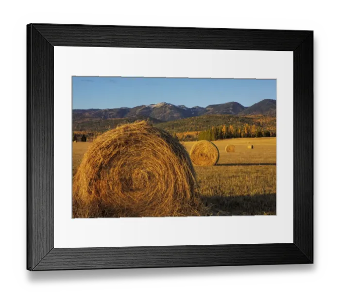 Framed Print : Hay bales in autumn in Whitefish, Montana, USA Framed Print : Hay bales in autumn in Whitefish, Montana, USA
