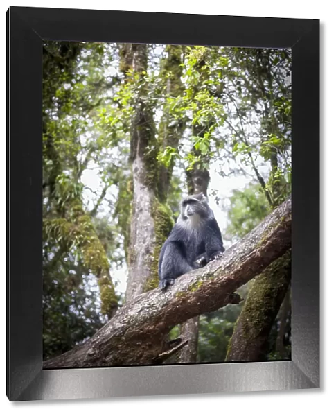 Blue Monkey, Cercopithecus mitis, roaming the rainforests of Mount Kilimanjaro, Kilimanjaro Region, Tanzania