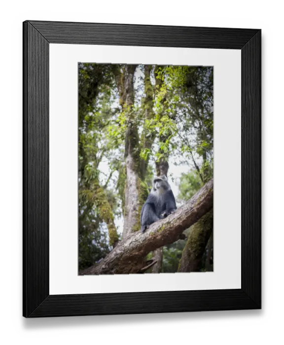 Framed Print : Blue Monkey, Cercopithecus mitis, roaming the rainforests of Mount Kilimanjaro, Kilimanjaro Region, Tanzania Framed Print : Blue Monkey, Cercopithecus mitis, roaming the rainforests of Mount Kilimanjaro, Kilimanjaro Region, Tanzania