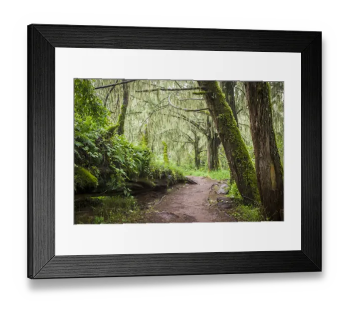 Framed Print : Giant heather trees dripping with old mans beard, Usnea sp. in semi-alpine heath zone, Mount Kilimanjaro, Kilimanjaro Region, Tanzania