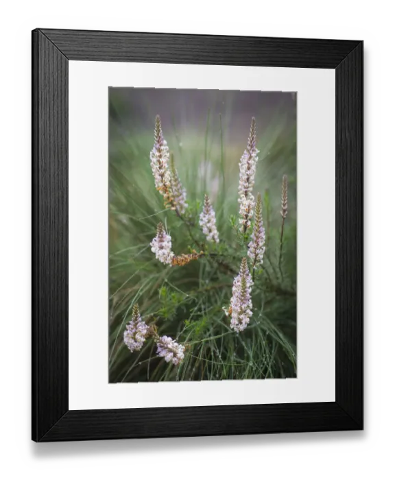 Framed Print : Wild flower, Hebenstretia sp. semi-alpine heath zone, Mount Kilimanjaro, Kilimanjaro Region, Tanzania Framed Print : Wild flower, Hebenstretia sp. semi-alpine heath zone, Mount Kilimanjaro, Kilimanjaro Region, Tanzania