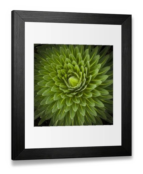 Framed Print : Close up of Lobelia, Lobelia deckenii, unique vegetation of the Moorland and Heath zone, Mount Kilimanjaro, Kilimanjaro Region, Tanzania