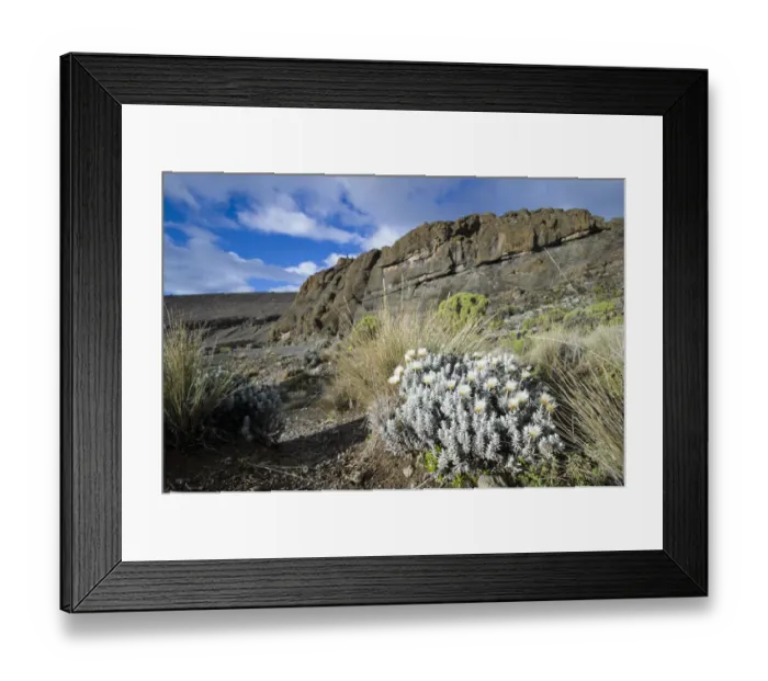 Framed Print : Everlasting flowers, Helichrysum sp. amid tussock grass in harsh alpine zone landscape around Moir Huts campsite, Mount Kilimanjaro, Kilimanjaro Region, Tanzania Framed Print : Everlasting flowers, Helichrysum sp. amid tussock grass in harsh alpine zone landscape around Moir Huts campsite, Mount Kilimanjaro, Kilimanjaro Region, Tanzania