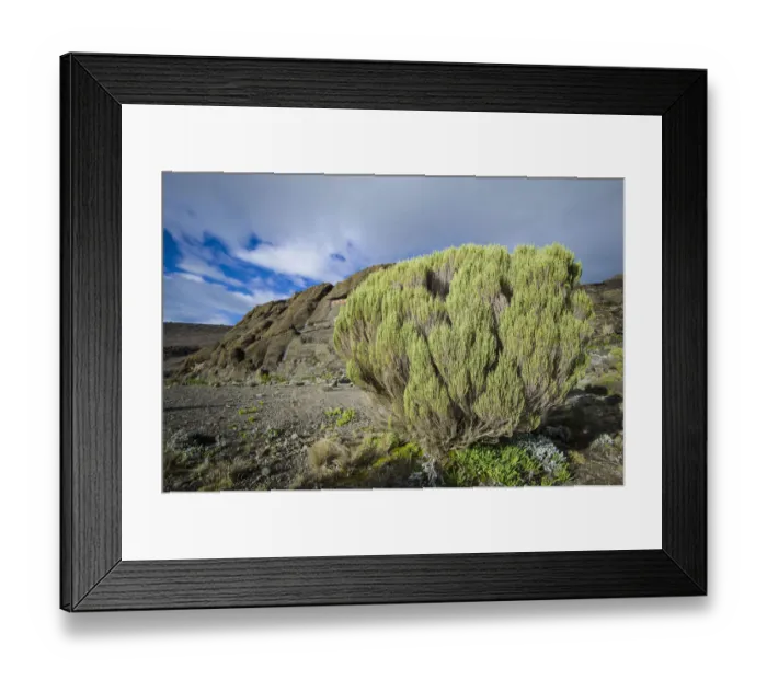 Framed Print : Green bush survives in harsh alpine zone landscape around Moir Huts campsite, Mount Kilimanjaro, Kilimanjaro Region, Tanzania