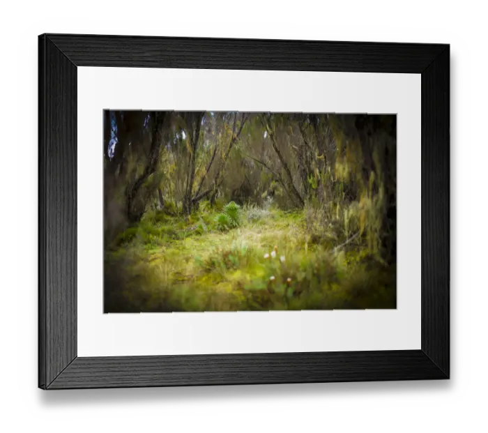 Framed Print : Lobelia, Lobelia deckenii, unique vegetation of the Moorland and Heath zone, Mount Kilimanjaro, Kilimanjaro Region, Tanzania Framed Print : Lobelia, Lobelia deckenii, unique vegetation of the Moorland and Heath zone, Mount Kilimanjaro, Kilimanjaro Region, Tanzania
