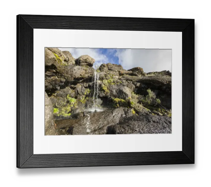 Framed Print : Lobelia, Lobelia deckenii growing around waterfall in harsh alpine zone landscape around Moir Huts camp, Mount Kilimanjaro, Kilimanjaro Region, Tanzania Framed Print : Lobelia, Lobelia deckenii growing around waterfall in harsh alpine zone landscape around Moir Huts camp, Mount Kilimanjaro, Kilimanjaro Region, Tanzania