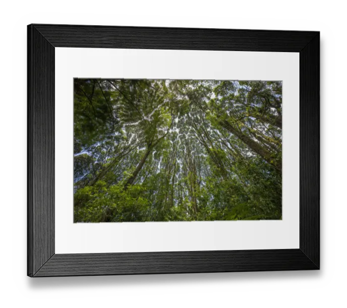 Framed Print : Wide angle view of converging forest canopy on the lower slopes of Mount Kilimanjaro, Kilimanjaro Region, Tanzania Framed Print : Wide angle view of converging forest canopy on the lower slopes of Mount Kilimanjaro, Kilimanjaro Region, Tanzania