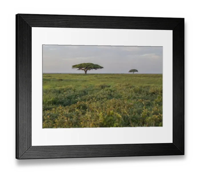 Framed Print : Scenic umbrella trees on the Serengeti Plains with great migration in the background, Ngorongoro Conservation Area, Arusha Region, Tanzania
